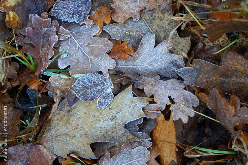 Raureif auf dem Laub im Wald Raureif auf dem Laub im Wald