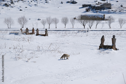 A fox walking on snowy ground © AliRza