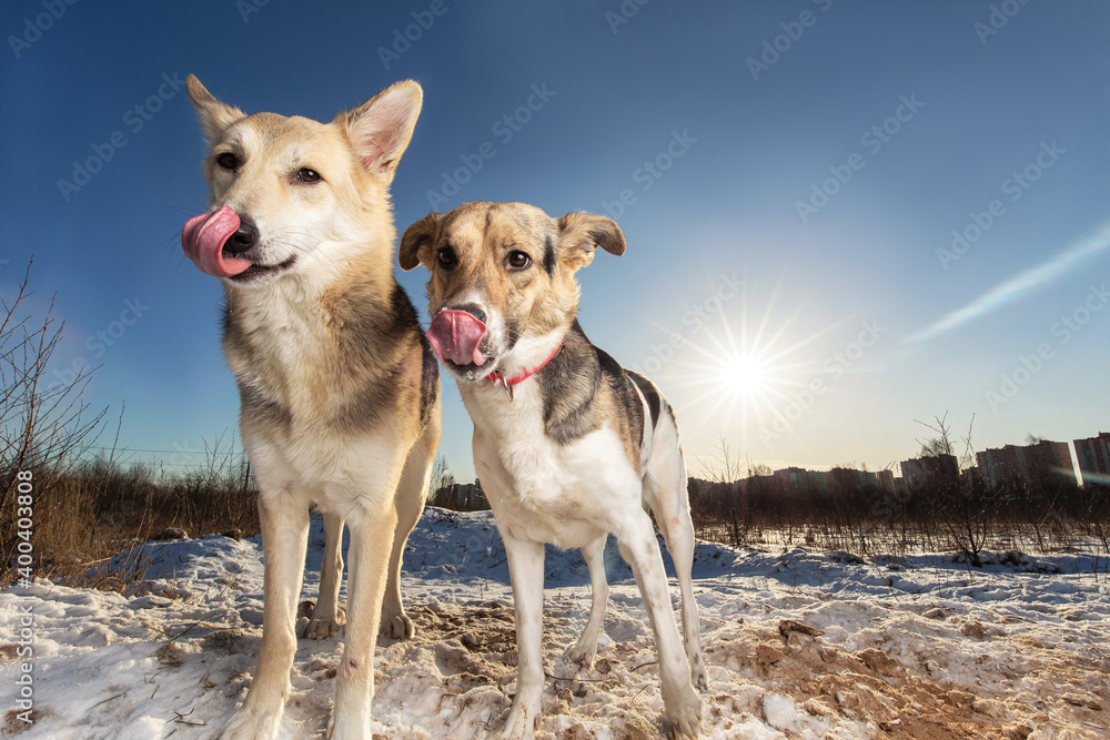 Naklejka premium Two Strong healthy mongrel dogs in winter forest