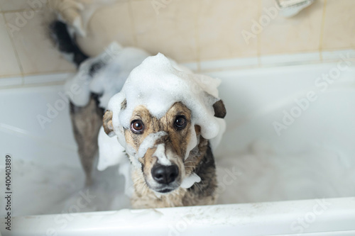 A dog taking a shower with soap and water © Alexandr
