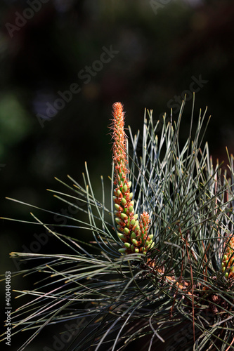 Pine flowers in a botanical garden, North China