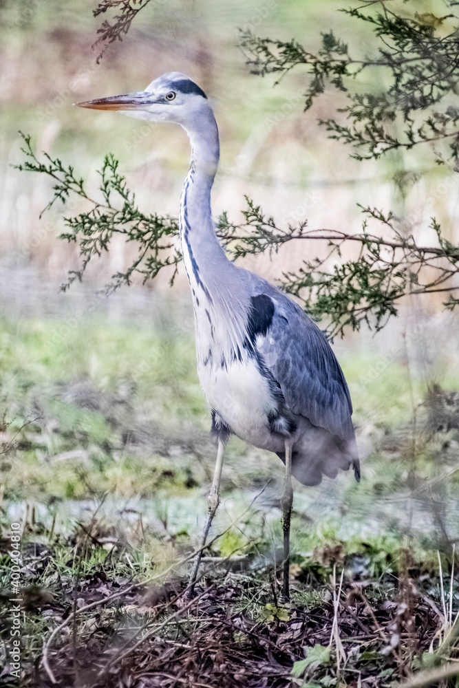 Fototapeta premium bird