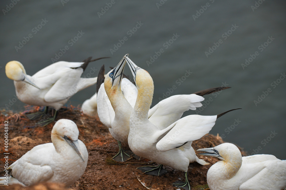 Obraz premium Basstölpel