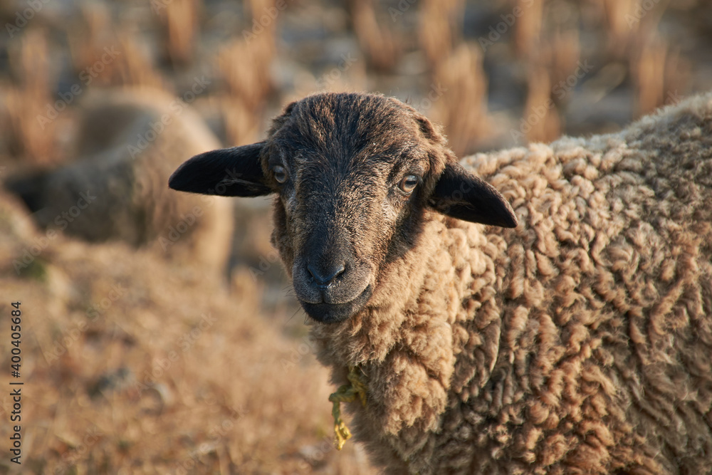 Closeup of a lamb in a sunny winter morning. Photo taken in a village near Sajnekhali, in Sunderbans delta, West Bengal 