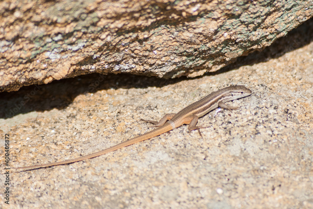 Brown lizard taking sunbath on hot stone Brown lizard taking sunbath on hot stone