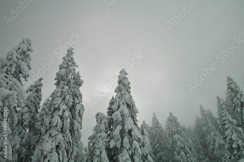 snow covered trees in the mountains