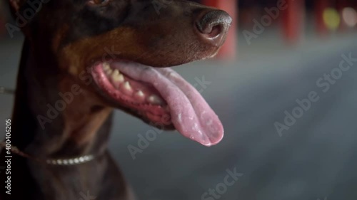 Dog breed Doberman stuck out his tongue and breathes