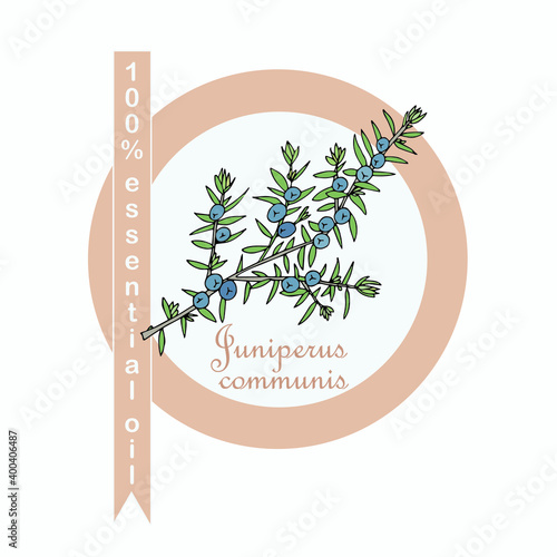 Common juniper 100% essential oil label. Colorful art design elements stock vector illustration for product design, for packaging design