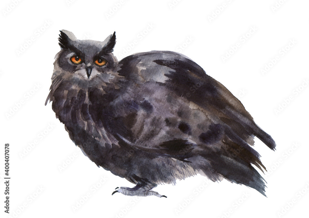 Obraz premium Watercolor owl on a white background. Illustration with winter bird. Winter image