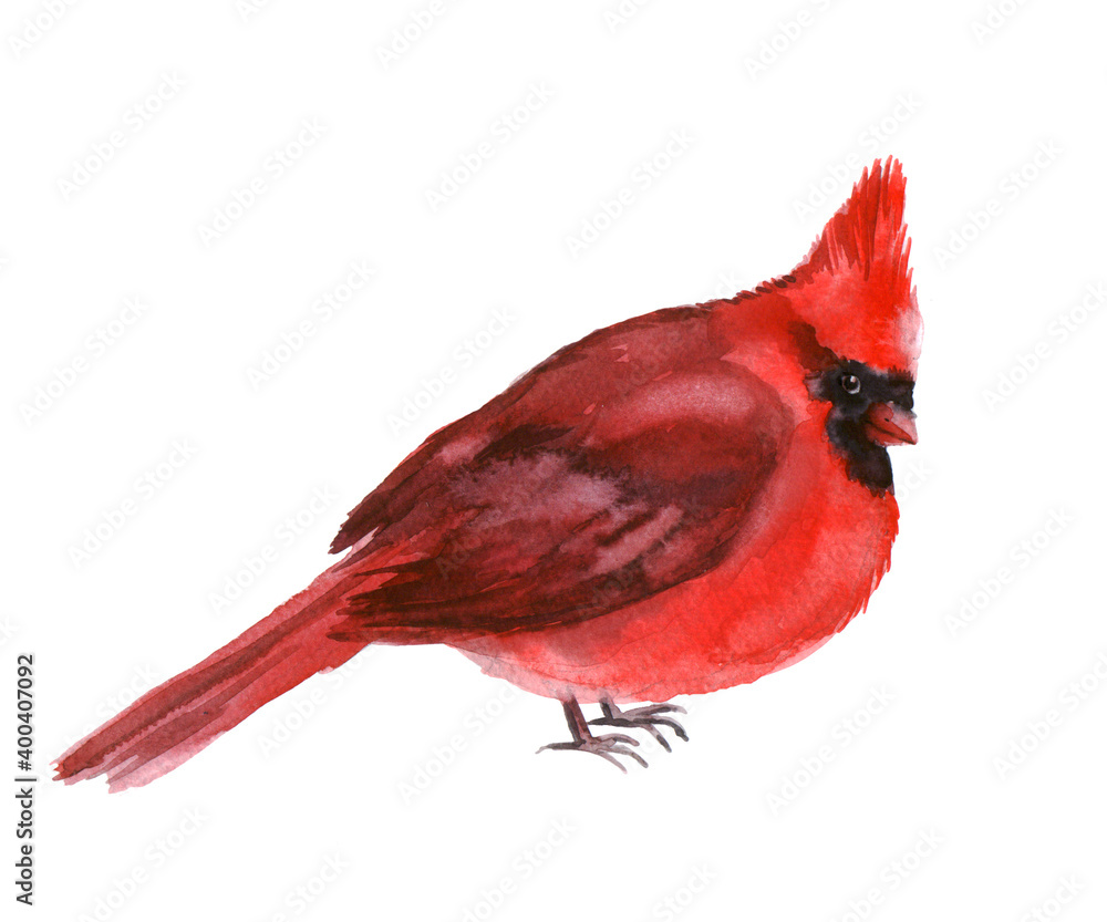 Obraz Watercolor red cardinal on a white background. Illustration with winter bird. Winter image