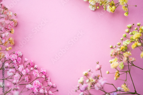 a sprig of colored gypsophila on a pink background . space for text © kristina