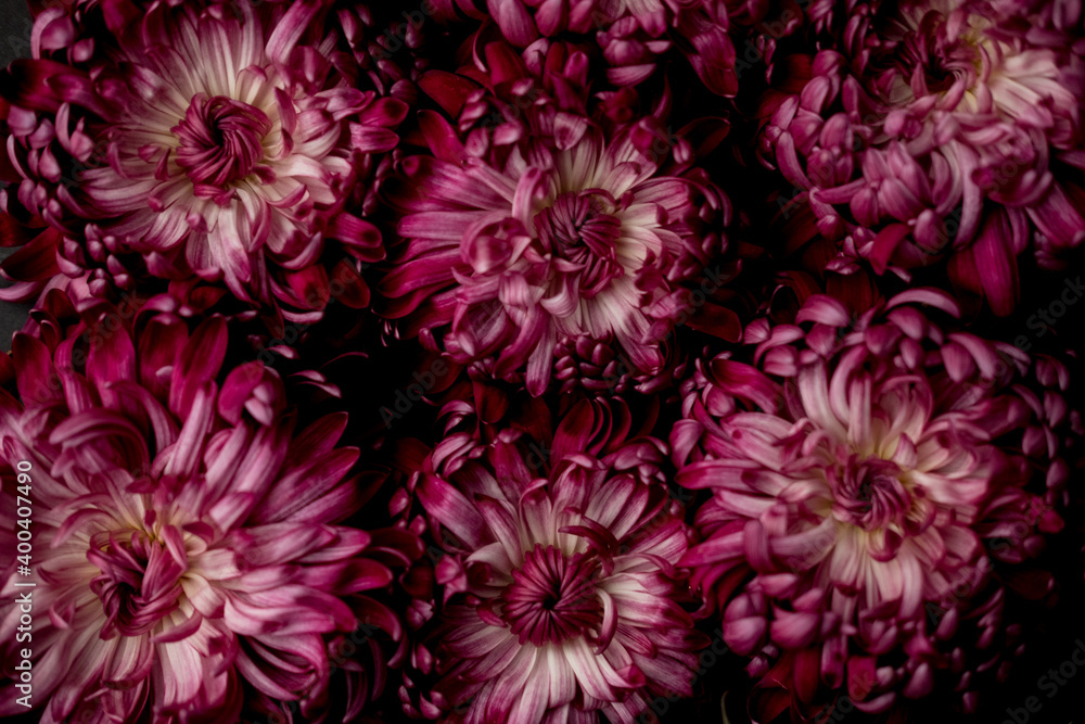 a burgundy chrysanthemum bud on a black background. space for text. flat lay. top view. a burgundy chrysanthemum bud on a black background. space for text. flat lay. top view.