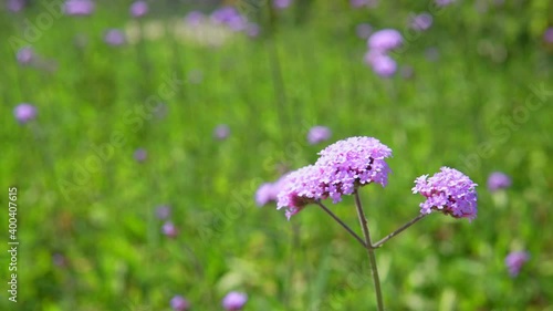 field of purple verbena flower