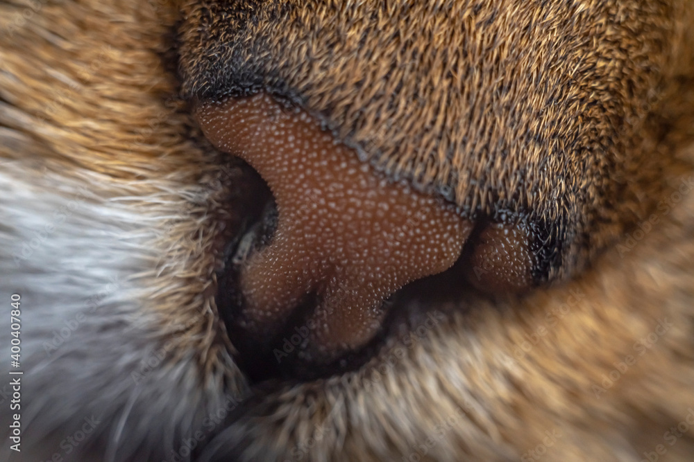 Obraz premium nose cat macro 2021 year 