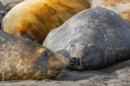 Elephant seals lie on the beach and bask in the sun. Antarctica.