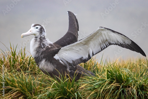 Albatross chick spreads its wings in a nest in South Georgia. Black browed albatross chick. photo