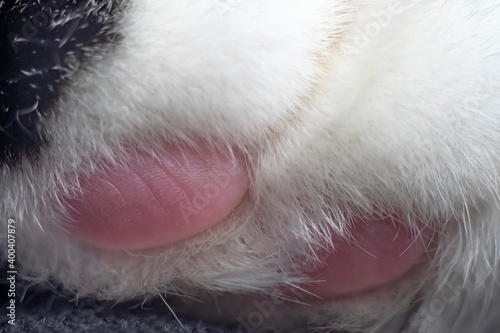 cat feet macro 2021 pink