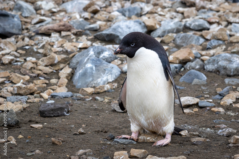 Naklejka premium Ad lie penguin chick with juvenile plumage in Antarctica