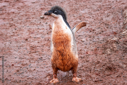 Adele penguin chick stands with spread wings photo