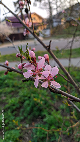 pink blossom in spring