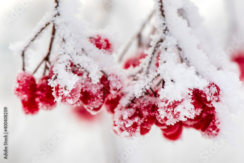 Vogelbeeren im Frost und Raureif im Winter photo