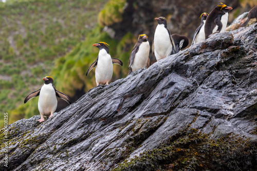 Macaroni penguins stand on a rock in South Georgia