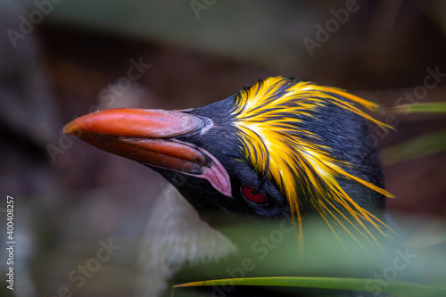 Macaroni penguin close-up in tall green grass in South Georgia