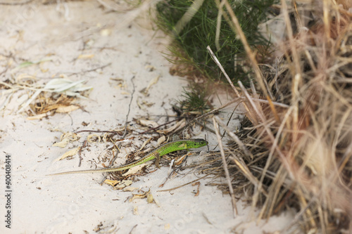 Beautiful green lizard on sand background on summer Sunny day. Mottled reptile on the ground close-up.