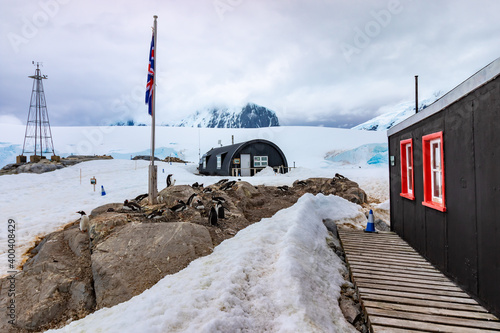 Gentoo penguins at the Port Lockroy Antarctic Base near the flag.