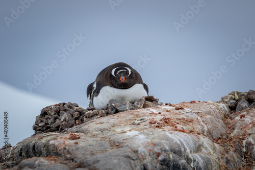 Penguin Gentoo sits on eggs in a nest on a large stone, close-up in Antarctica