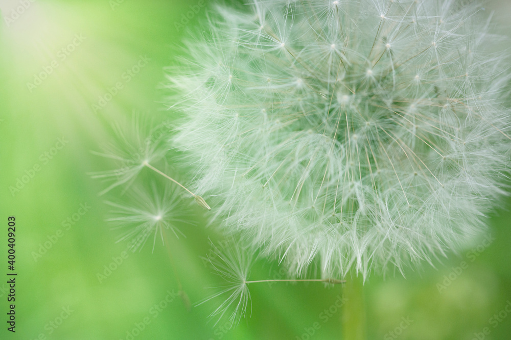 Fototapeta premium Lush lush green grass on meadow dandelion