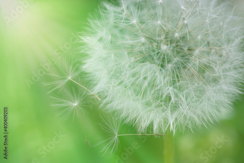 Lush lush green grass on meadow dandelion