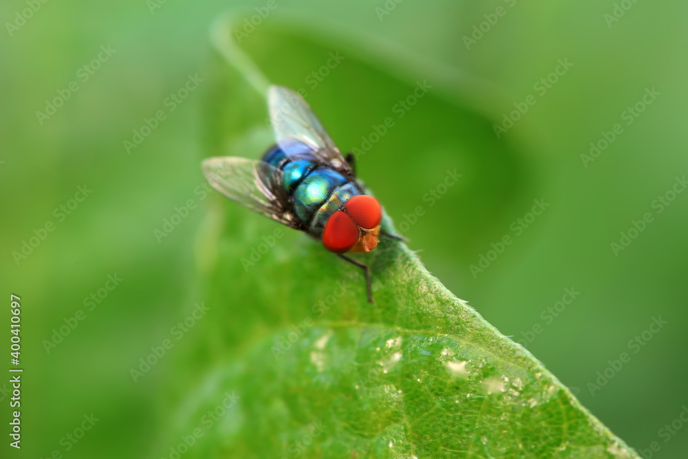 Flies on plants in the nature, North China Plain Flies on plants in the nature, North China Plain