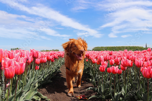 Photography Dog toller in the tullips in Holland.