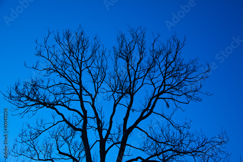 Tree in sunset with clear winter sky © Michael