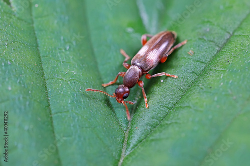 Formiform beetle on wild plants, North China © zhang yongxin
