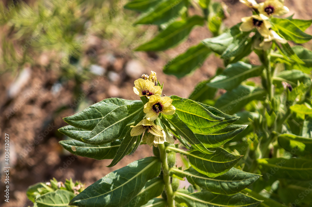 bush of henbane, black henbane or stinking nightshade flowers bush of henbane, black henbane or stinking nightshade flowers