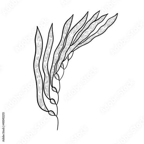 kelp, macrocystis mon
