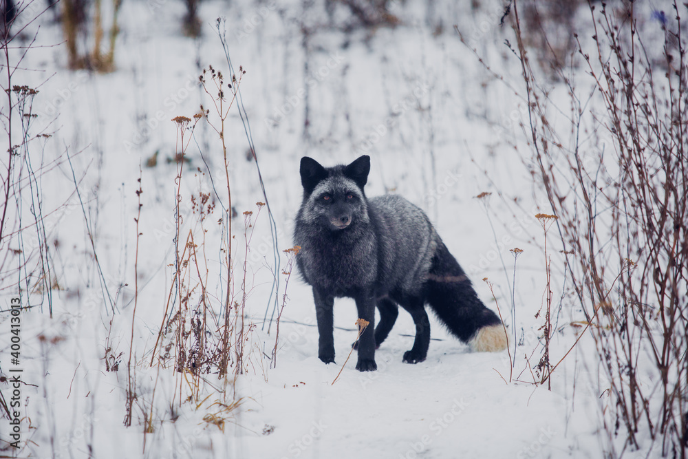 Fox fox in December against the background of bliss Fox fox in December against the background of bliss