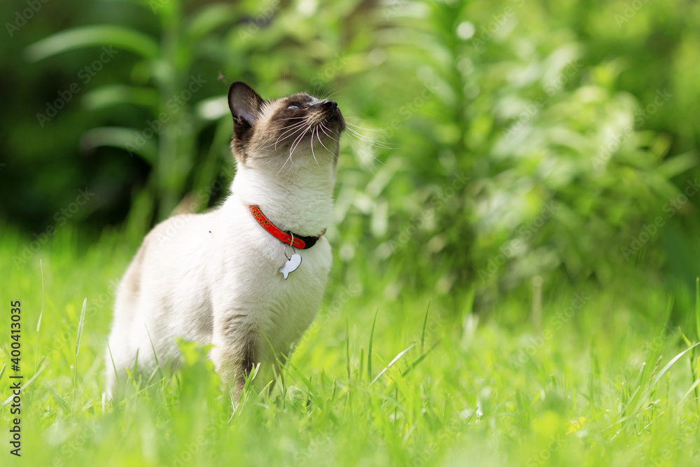 A white cat walks through the garden among the young green grass.