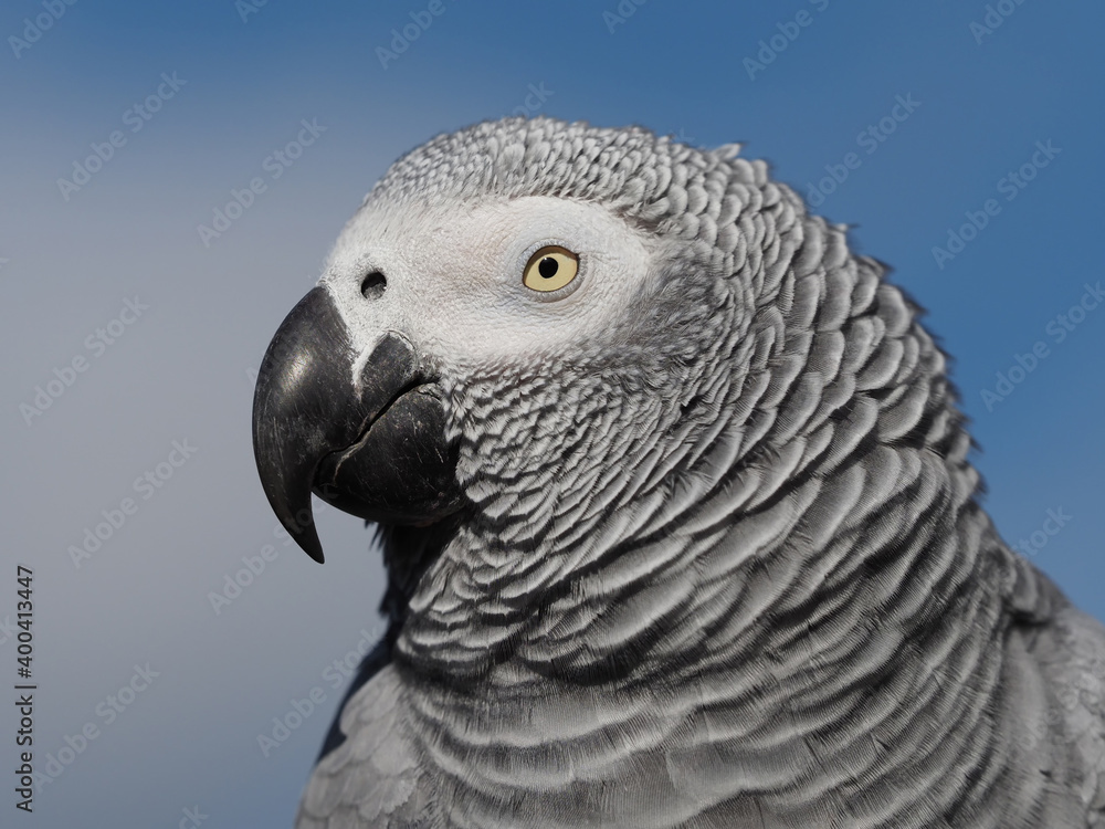 Fototapeta premium Kopf von einem Graupapagei als Nahaufnahme, Hintergrund blauer Himmel, Psittacus erithacus
