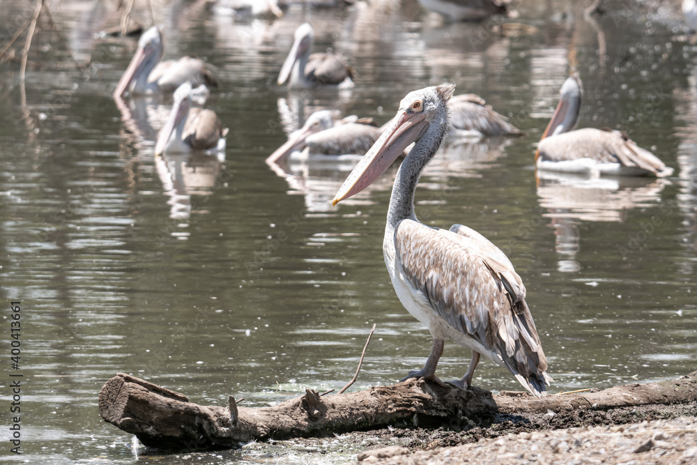 Fototapeta premium pelican bird on the water in thailand , is a large water bird , nature thailand