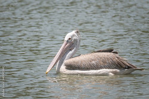 pelican bird on the water in thailand , is a large water bird , nature thailand
