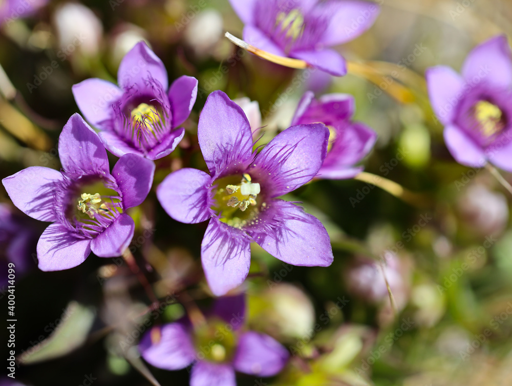 Purple Alpine flowers, seen on the walk down from Gornergrat to Zermatt, Wallis Switzerland