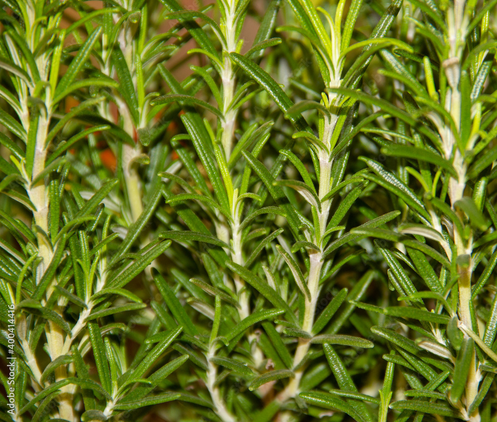Rosemary herb garden, green fresh spice, selective focus Rosemary herb garden, green fresh spice, selective focus