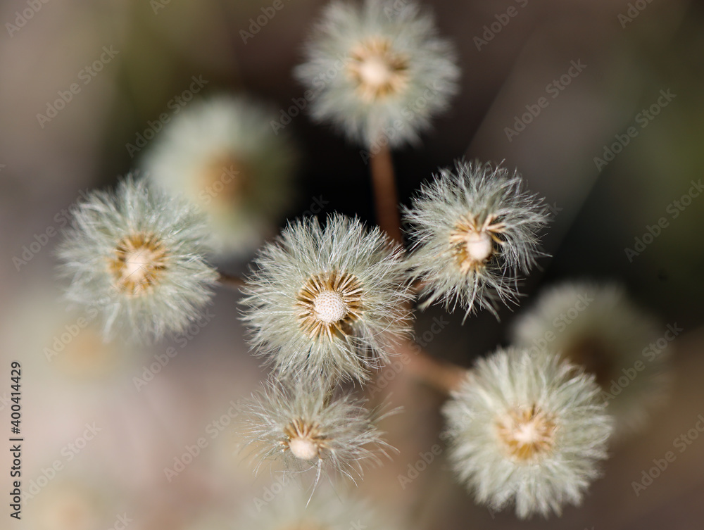 fluffy flower after blooming fluffy flower after blooming