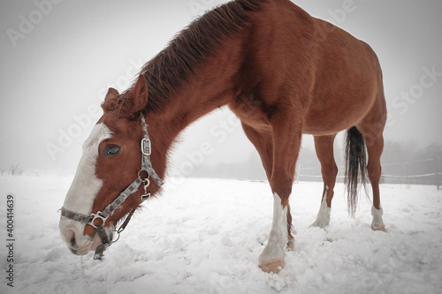 Canvas Print portrait of a Westphalian horse standing full-length in nature in snow and fog