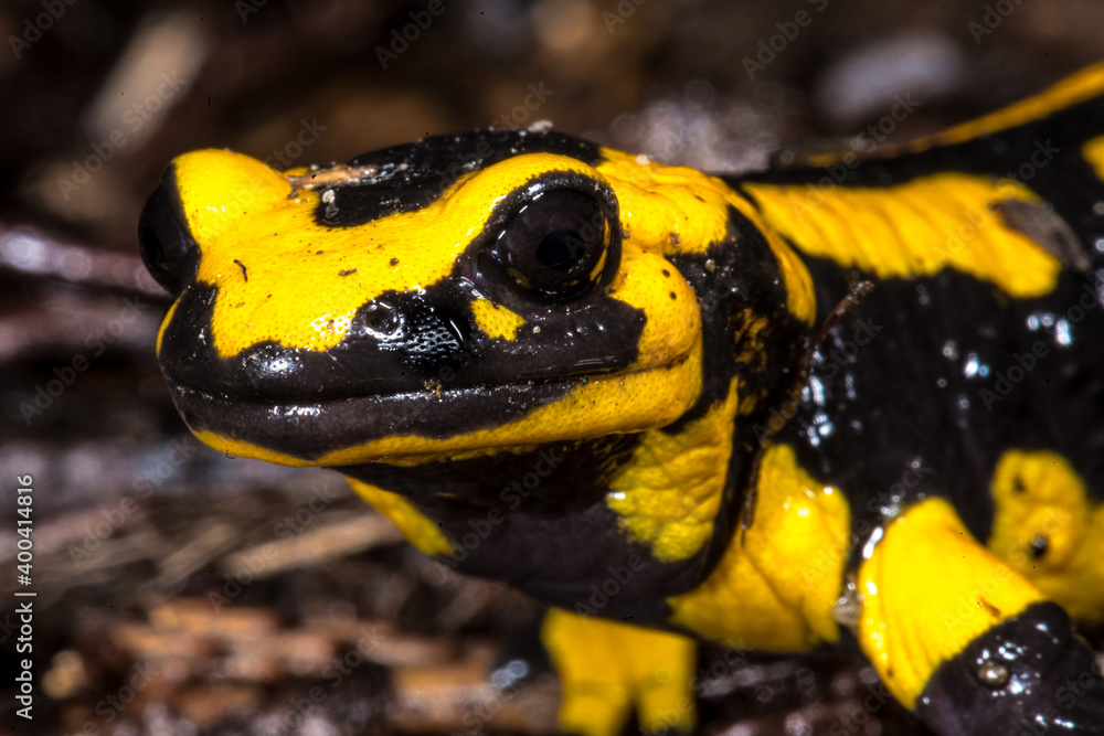 Fire Salamander (Salamandra salamandra), Germany Fire Salamander (Salamandra salamandra), Germany