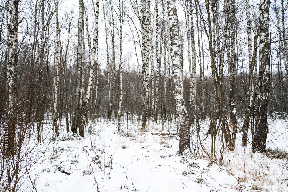 Fototapeta premium Snowy birch grove forest winter landscape