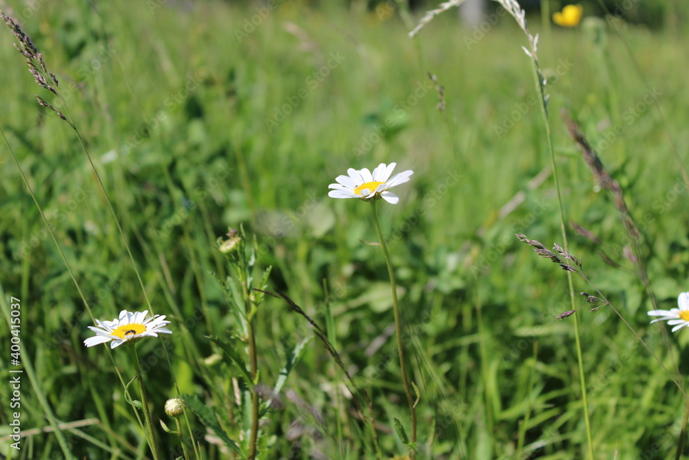 A wonderful daisy in a wild field in early summer.